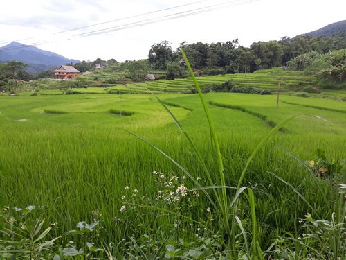 Pu Luong rice paddy Tour Guide Hanoi